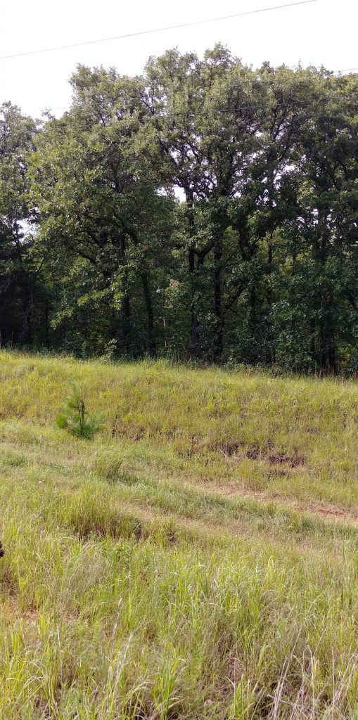 Prospect Rd 5 Acres w/ Electric, Well, & Septic Hookups